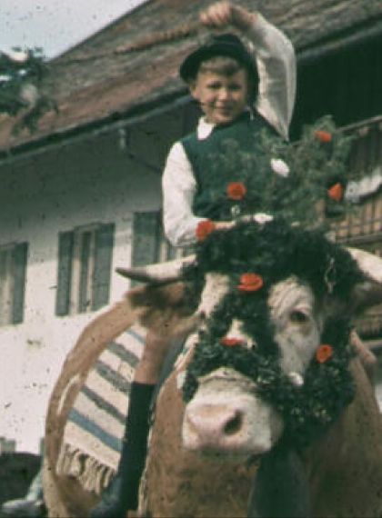 Junges Kalb auf der Weide